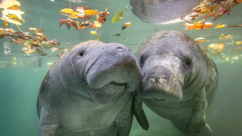 NuzzleManatee