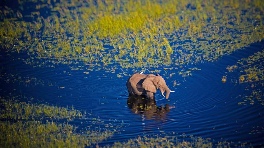 OkavangoElephant 1920x1080