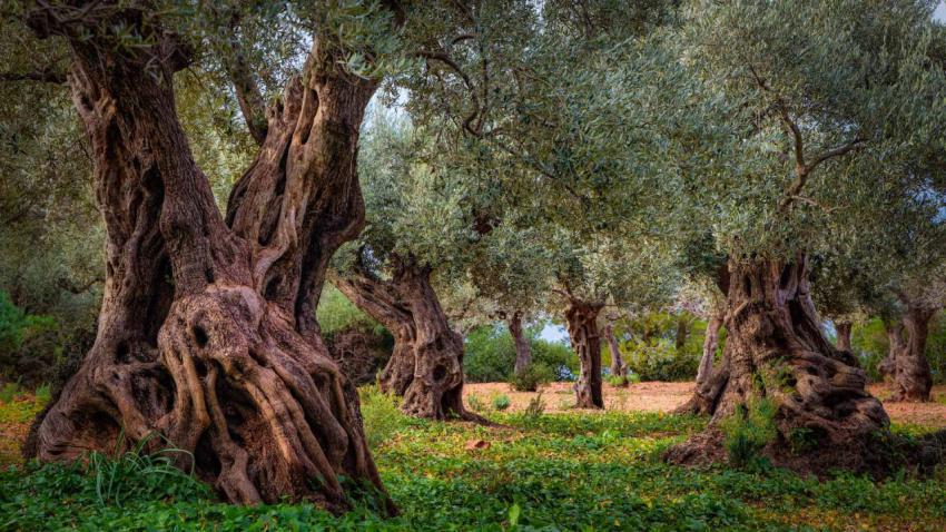 OliveOrchard