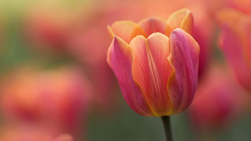 OttawaTulip 1920x1080