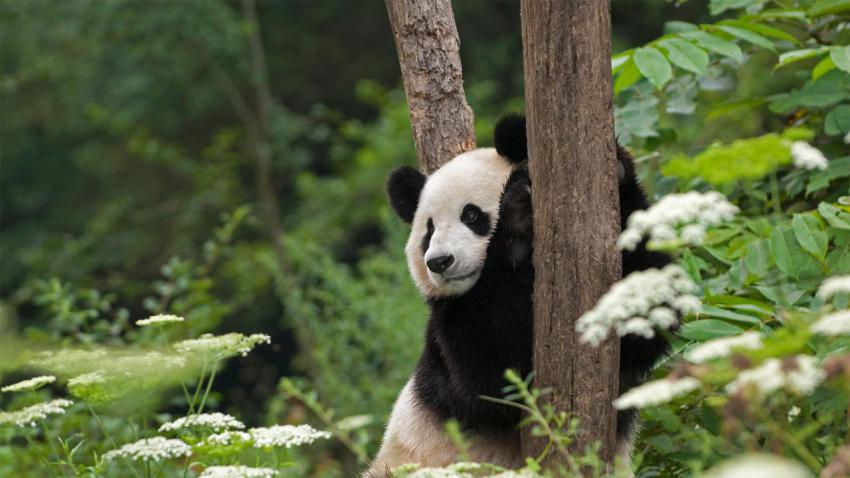 PandaDay 1920x1080
