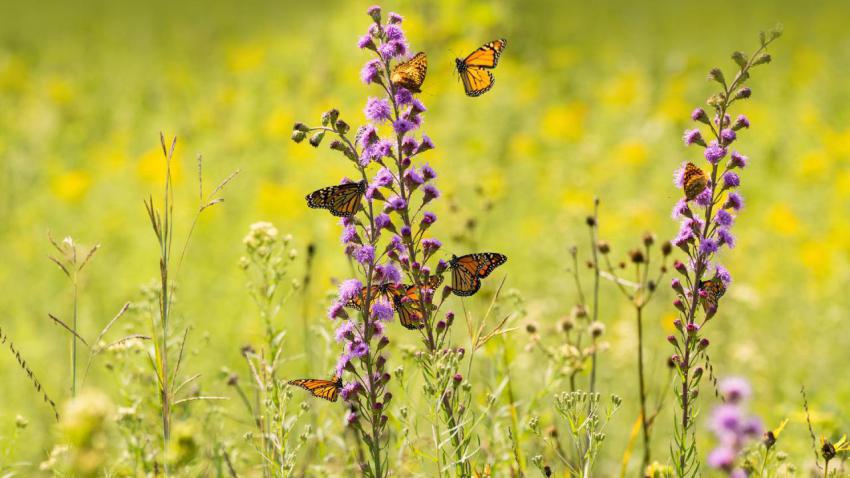 PollinatorMonarch