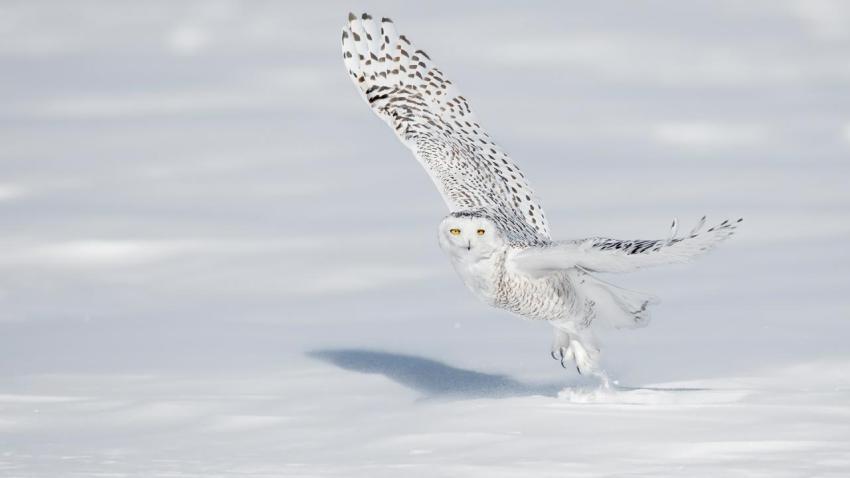 QuebecOwl 1920x1080