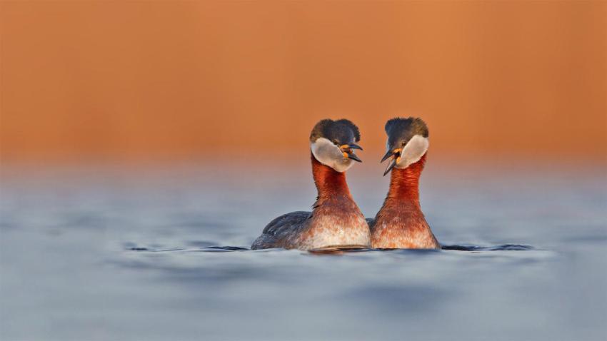 RedneckedGrebe