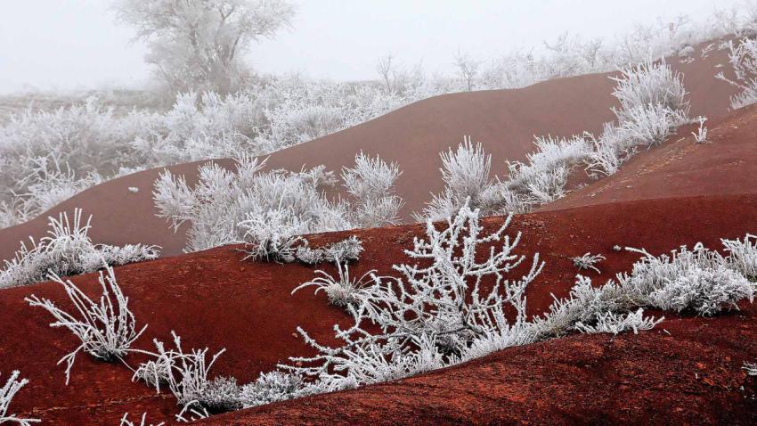 RedWinter