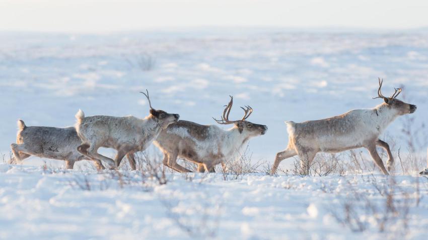 ReindeerNWT 1920x1080