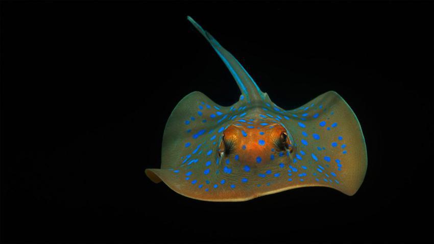 RibbontailStingray 1920x1080