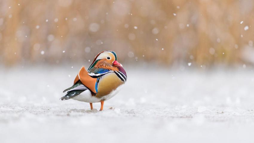 RichmondParkDuck