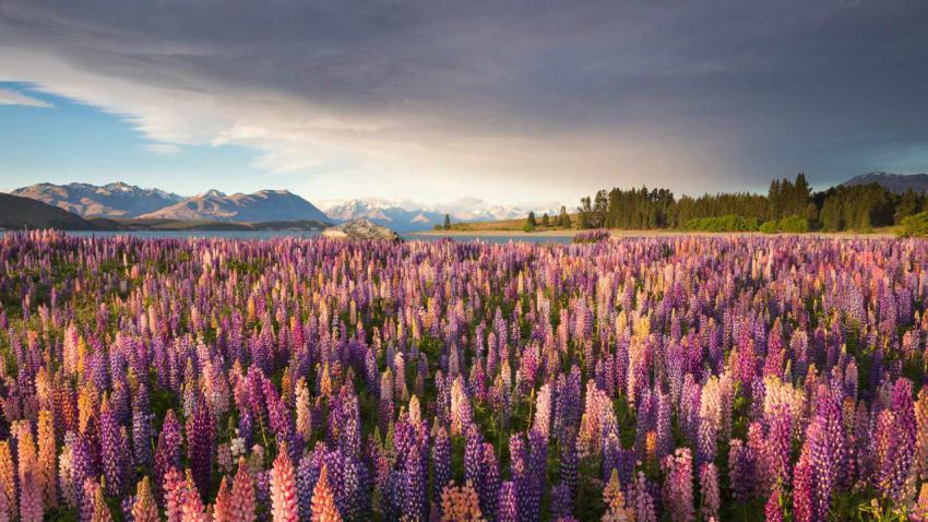 RussellLupines