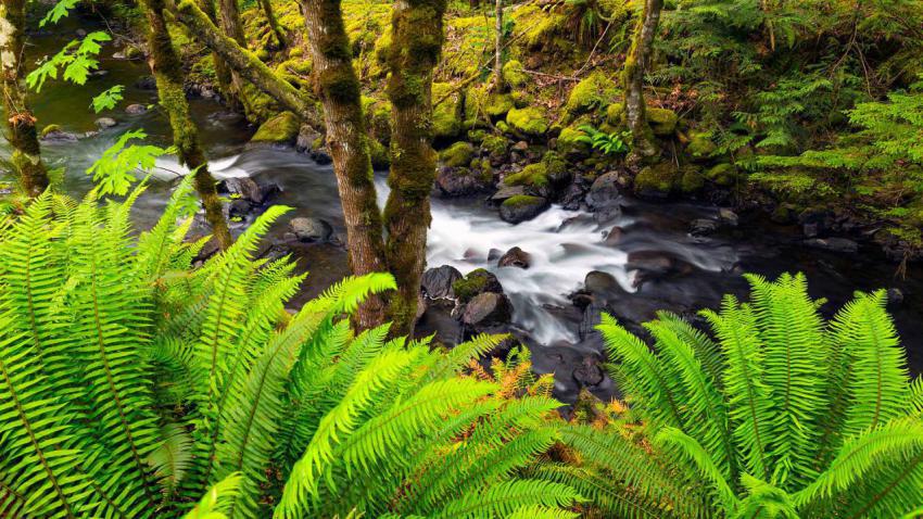 SasquatchStream
