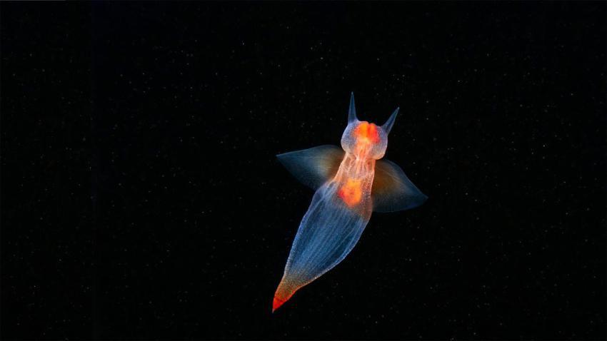 SeaAngel