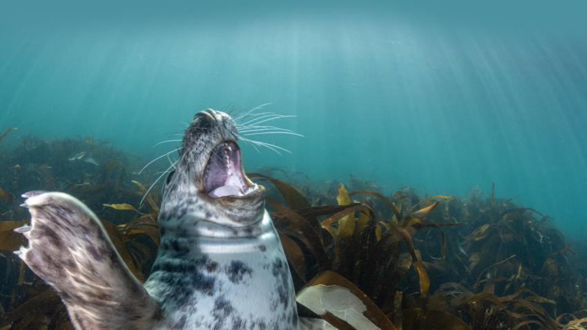 SealLaughing