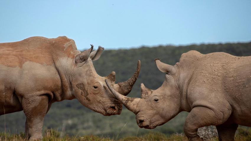 ShamwariRhino