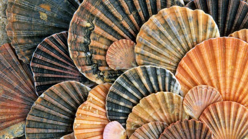 ShellsDonana