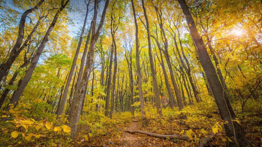 ShenandoahFoliage