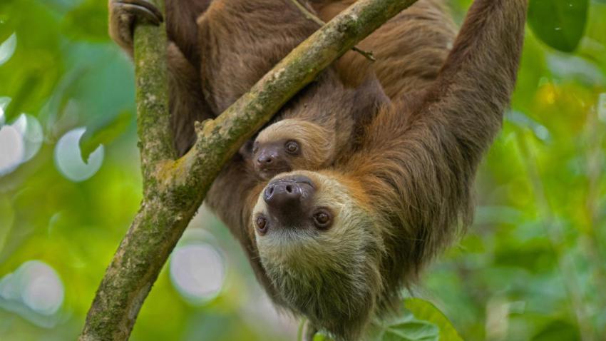 SlothDay