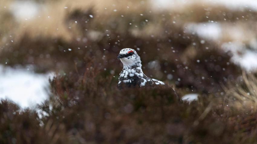 SnowPtarmigan