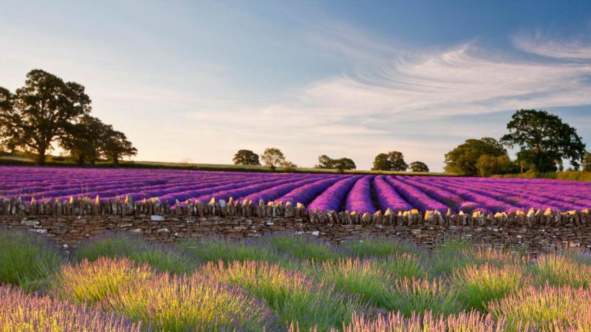SomersetLavender