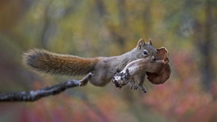 SquirrelMushroom