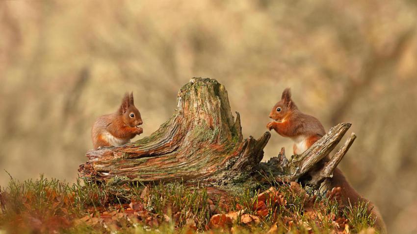 SquirrelsCairngorms