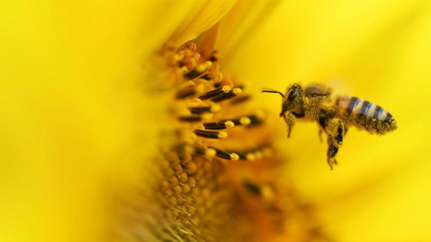 SunflowerBee