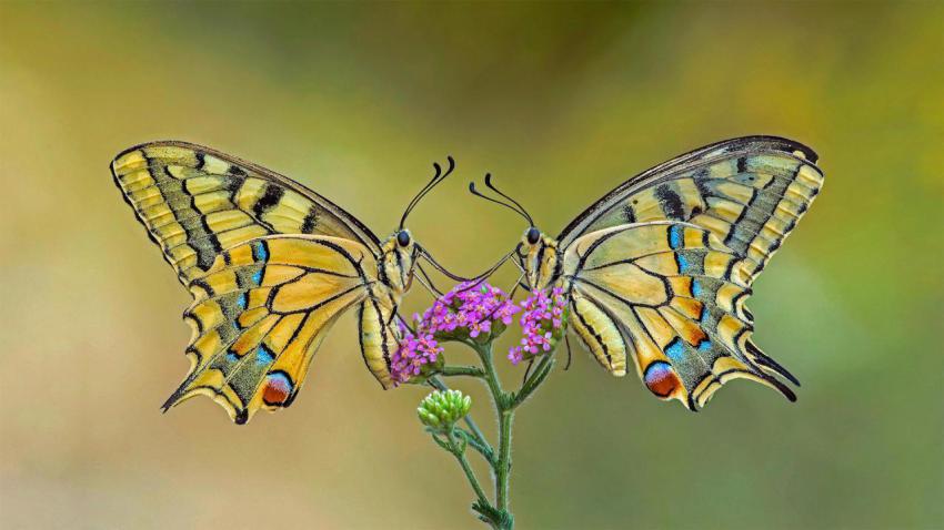 SwallowtailFlower 1920x1080