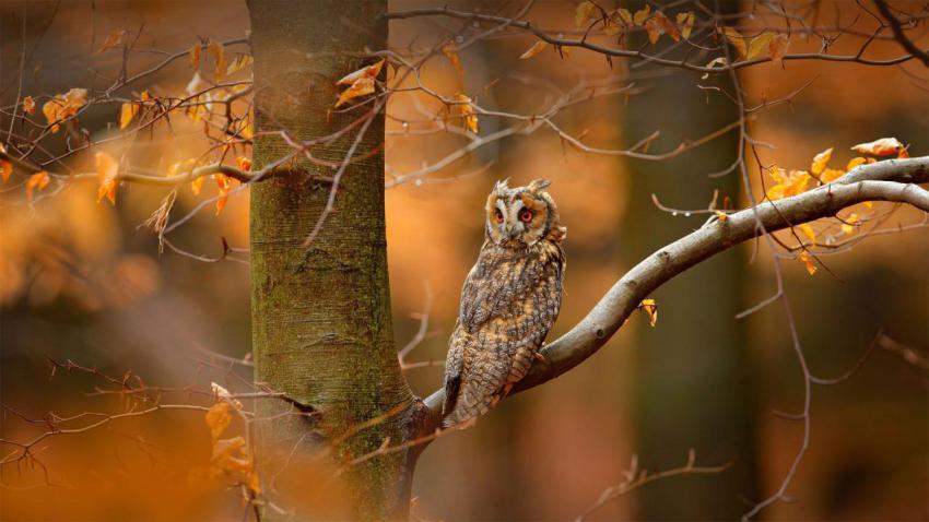 SwedenOwl