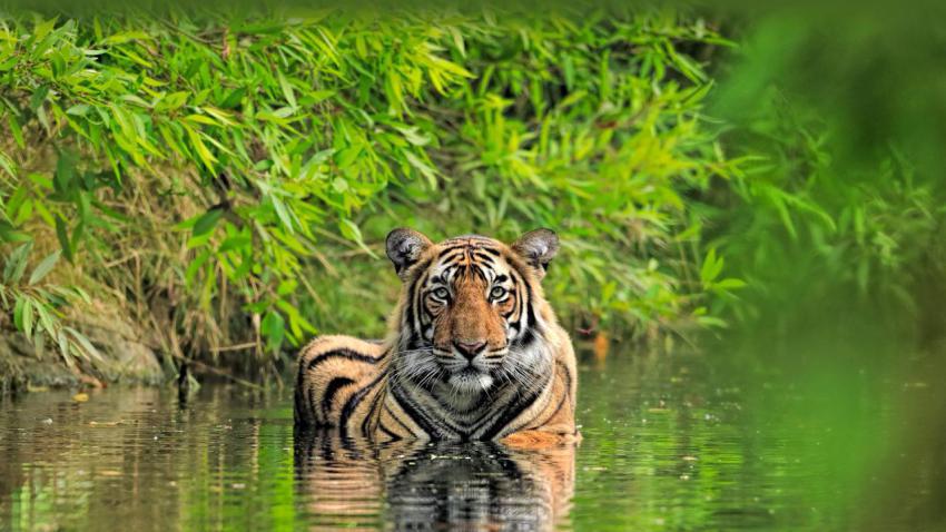TigerIndia