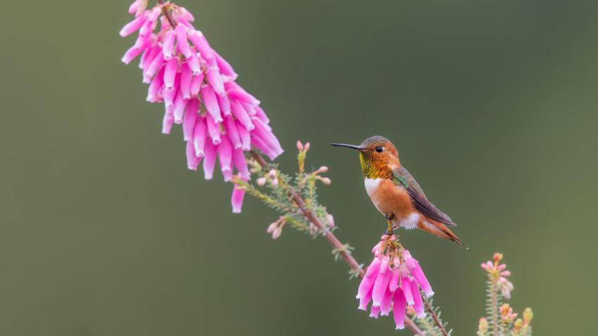 TinyHummer