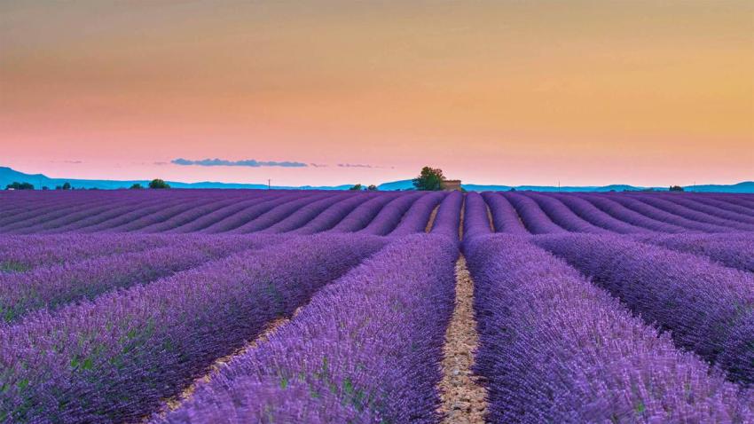 ValensoleLavender 1920x1080