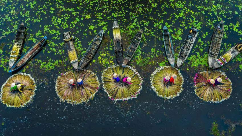 WaterLilyVietnam