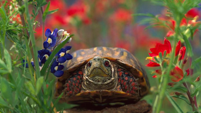 WesternBoxTurtle