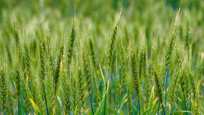 Wheat2023