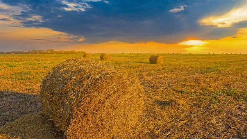 WheatField