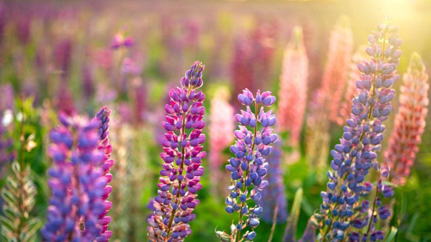 WildLupine