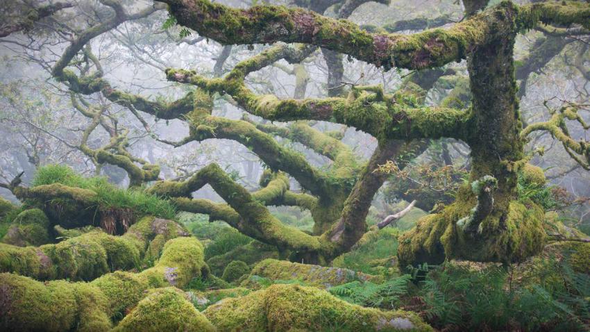 WistmansWood