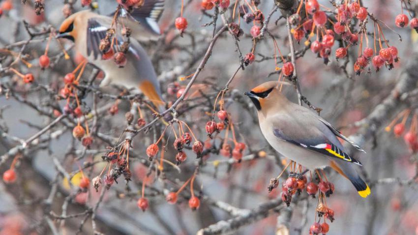 WinterWaxwing