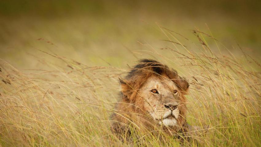 WorldLionDay