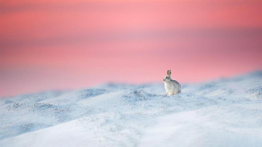 YearRabbit
