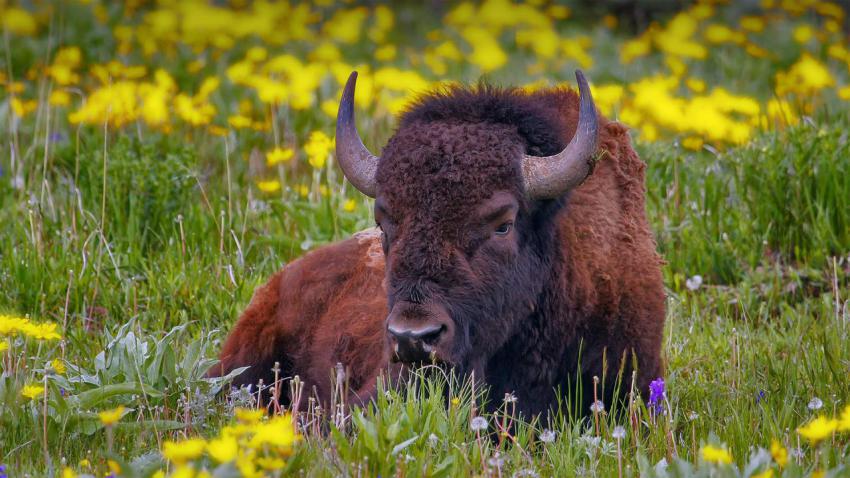 YellowstoneBison