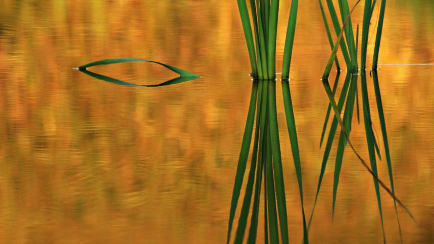Walpaper, photo, background free download (48)