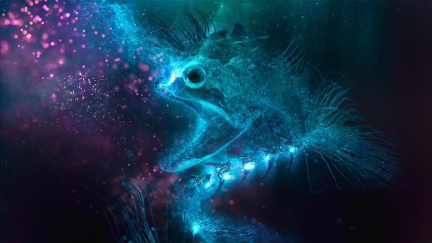 Walpaper, photo, background free download (62)