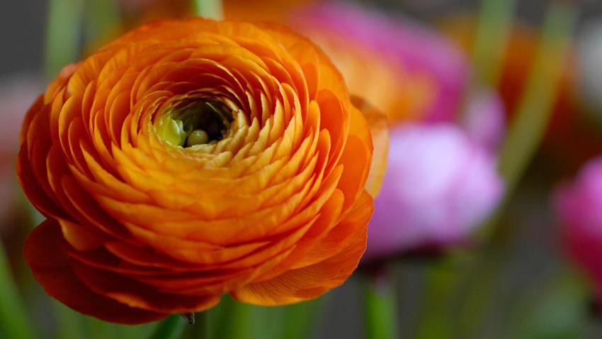 Walpaper, photo, background free download (98)