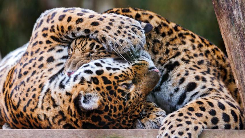 Landscape, animal, girl free download (36)