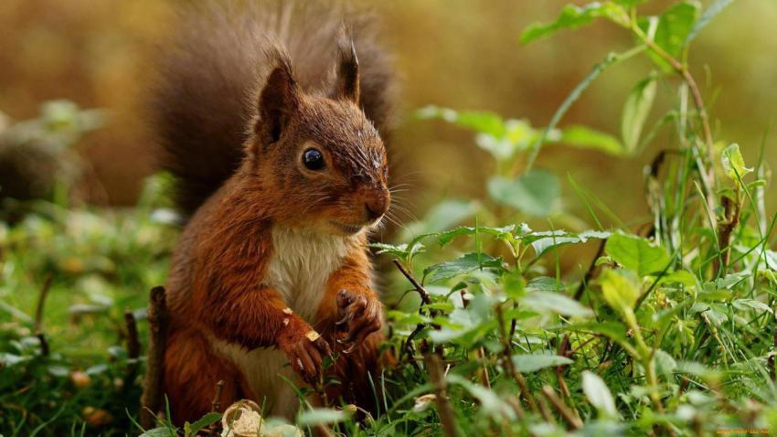 Landscape, animal, girl free download (92)