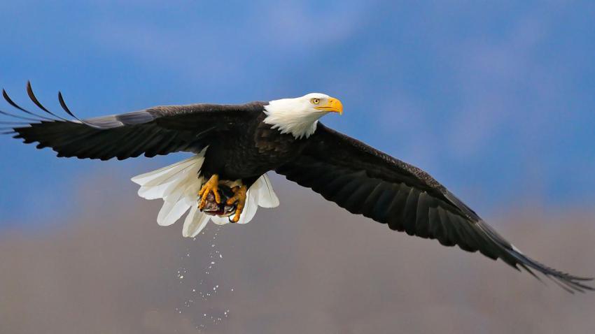 Soaring