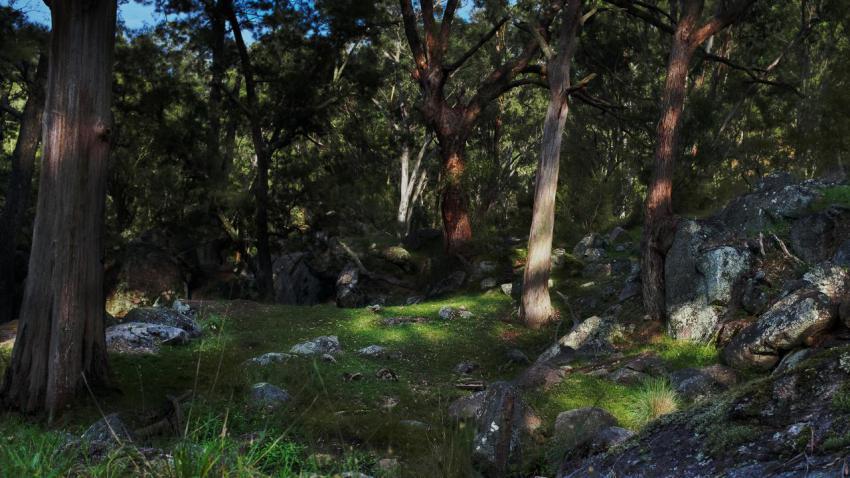6 Foot Track Forest