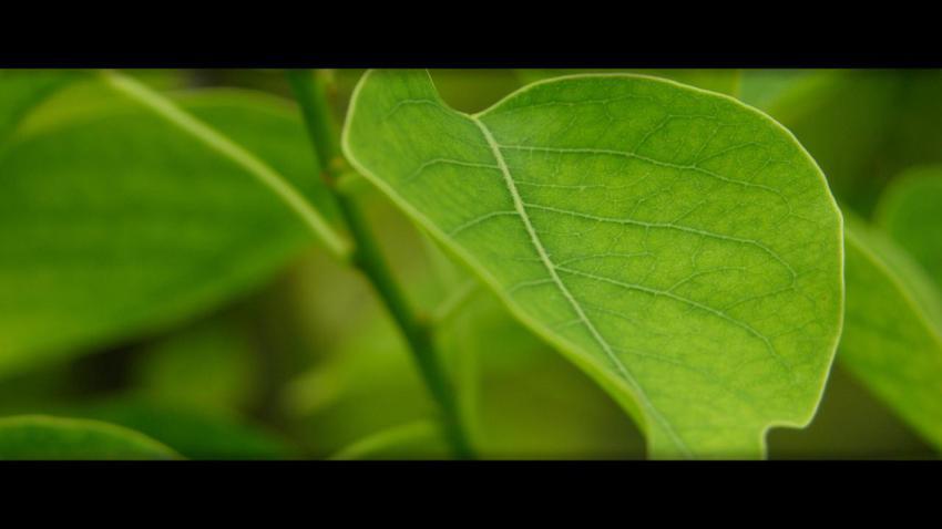 00180 chinesetallow 2560x1440