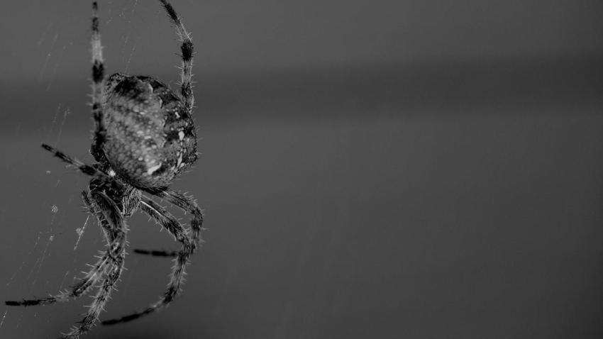 00196 intimidation 2560x1440