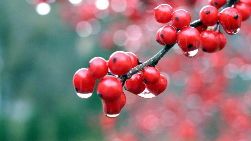 00224 berries 2560x1440